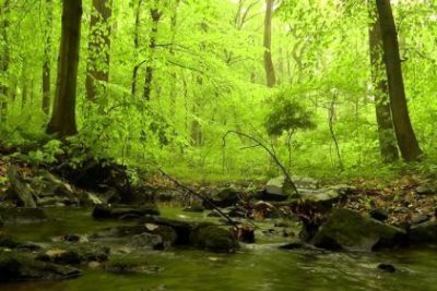 Sonidos de la naturaleza
