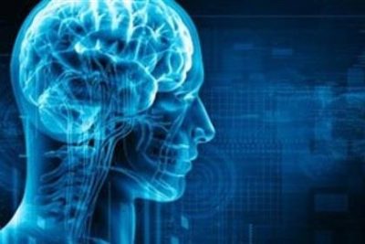 cerebro humano