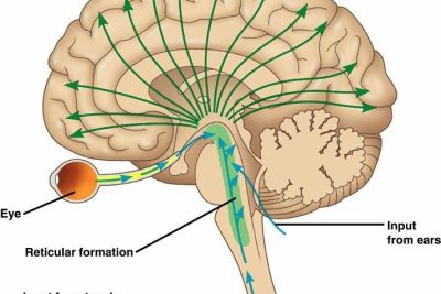 ¿Qué es la Formación reticular?