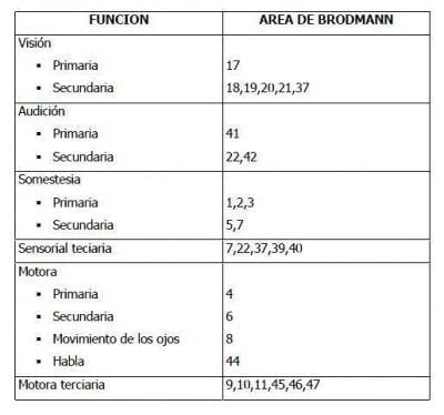 funciones-brodmann