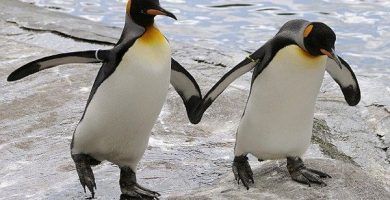 Pingüinos homosexualidad
