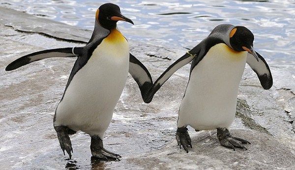 homosexualidad-natural Pingüinos homosexualidad