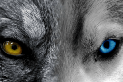 lobo cuento miedo o amor