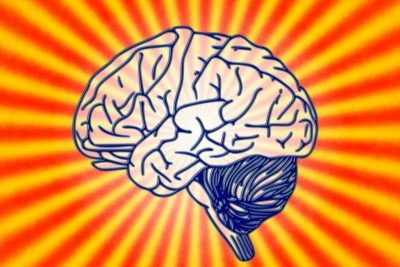 Partes del cerebro humano