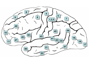 Cerebro con áreas de Brodmann