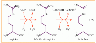 cómo se produce el óxido nítrico